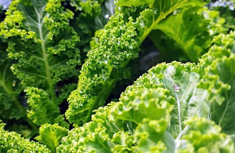 白象、袁记、三全、思念…纷纷盯上羽衣甘蓝,“超级植物”开始席卷速冻食品?